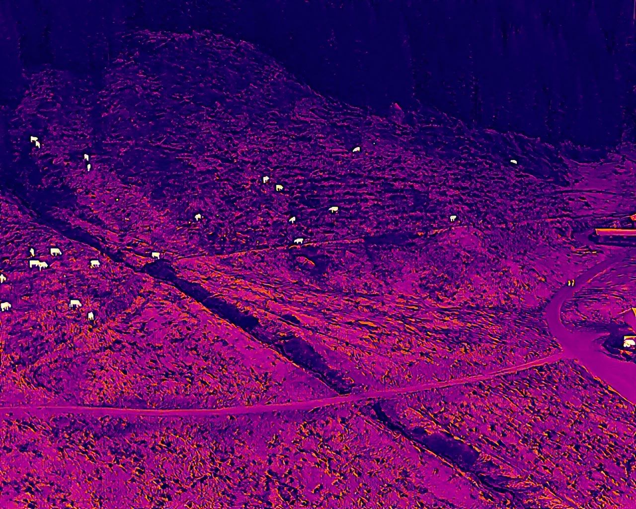 Thermografie einer Photovoltaikanlage: Wärmebild zeigt Temperaturunterschiede der Module